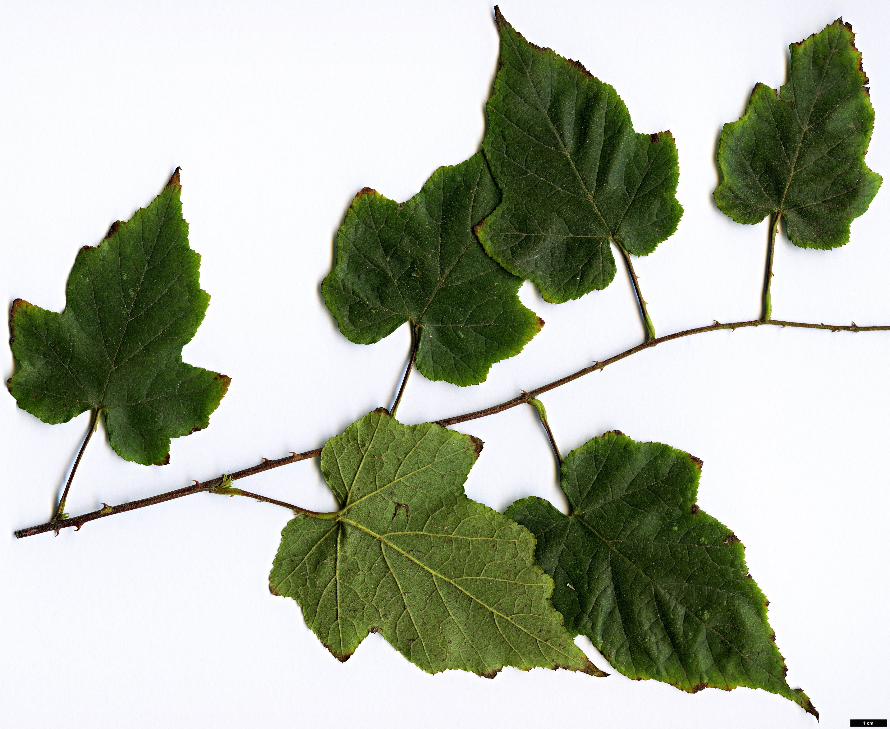 High resolution image: Family: Rosaceae - Genus: Rubus - Taxon: lambertianus - SpeciesSub: var. paykouangensis